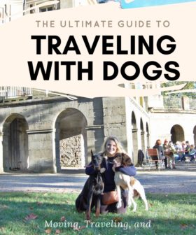 The Ultimate Guide to Traveling with Dogs