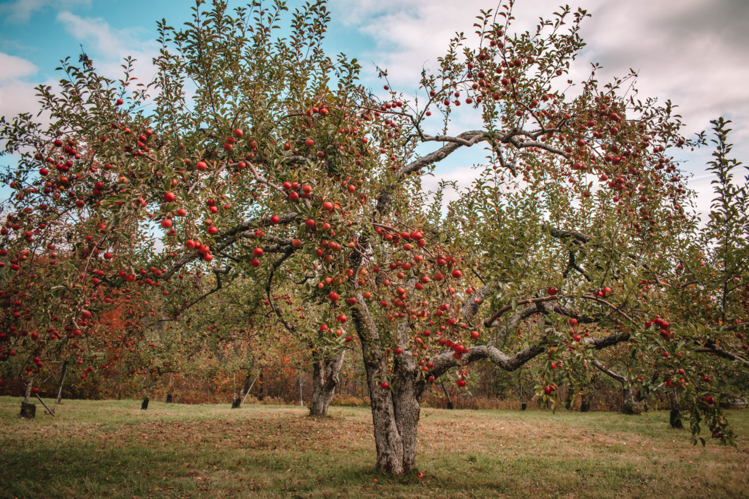 Connecticut Fall Foliage Guide: Best Places To Experience The Autumn 