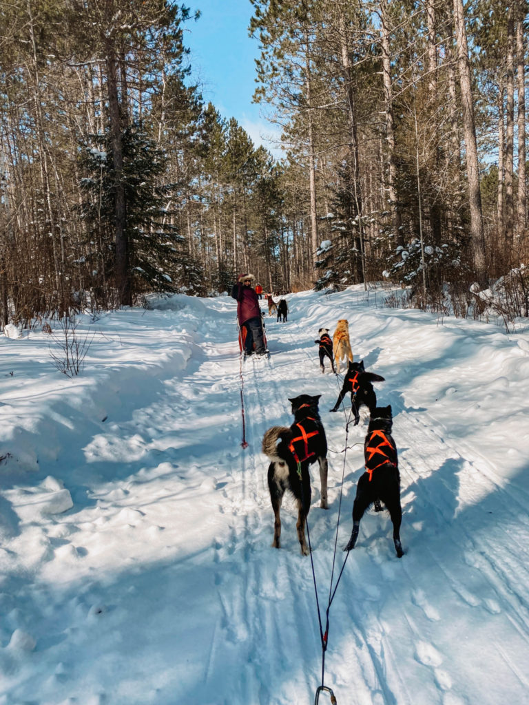 Dog Sledding in Ely, Minnesota Helene in Between